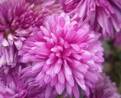 Must Know Rules of Gifting Flower in Office and Business thumbnail
