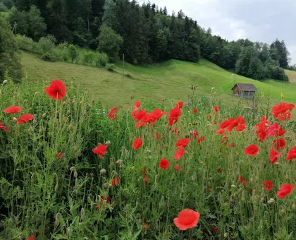 Why Sunflowers and Red Poppies Are the Perfect Flowers for Leos thumbnail