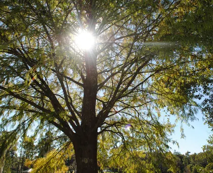 Your Weight Gain and Obesity has direct link With Vitamin D Levels thumbnail