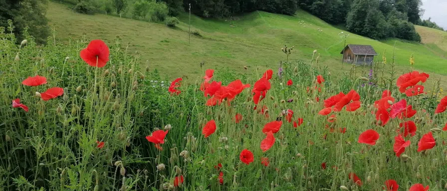 poppy field
