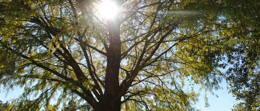 sunshine